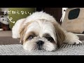 【シーズー】大興奮！！お久しぶりにばぁばが来たよ！【犬Vlog】