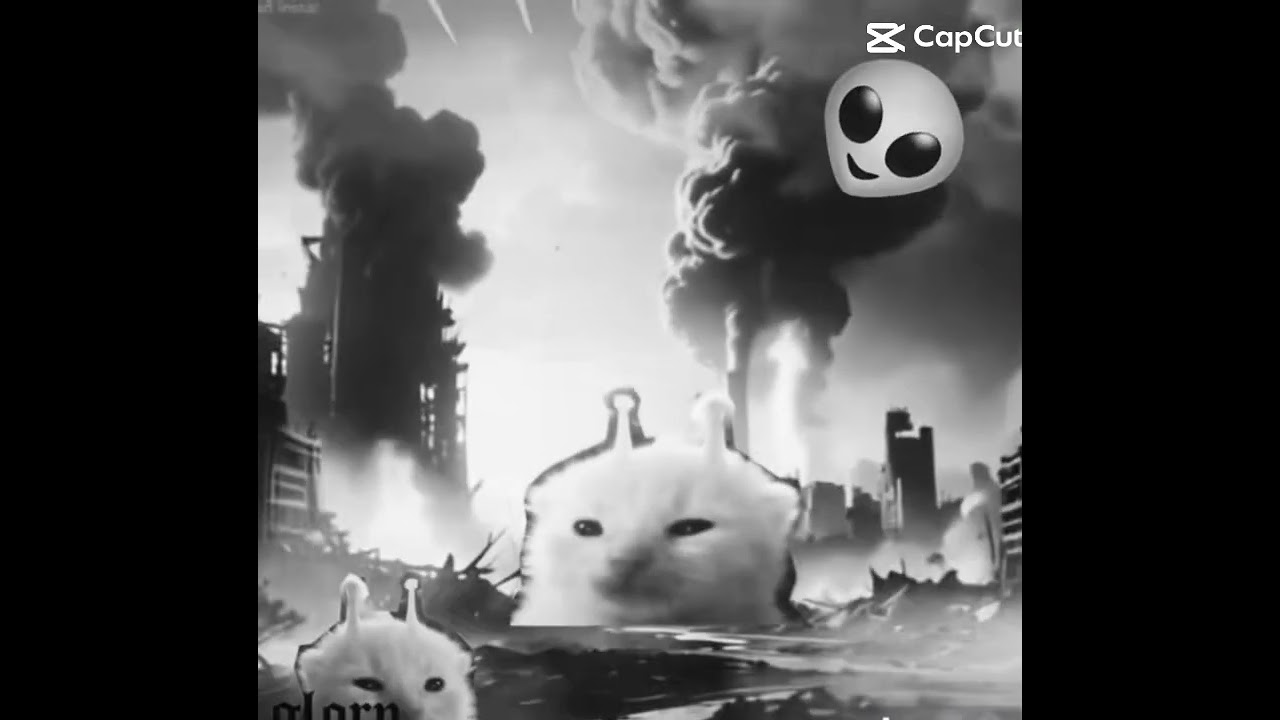 All meme cats ⦮._.⦯