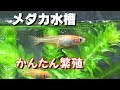 水槽でメダカをかんたん飼育！繁殖！【メダカ水槽#32】