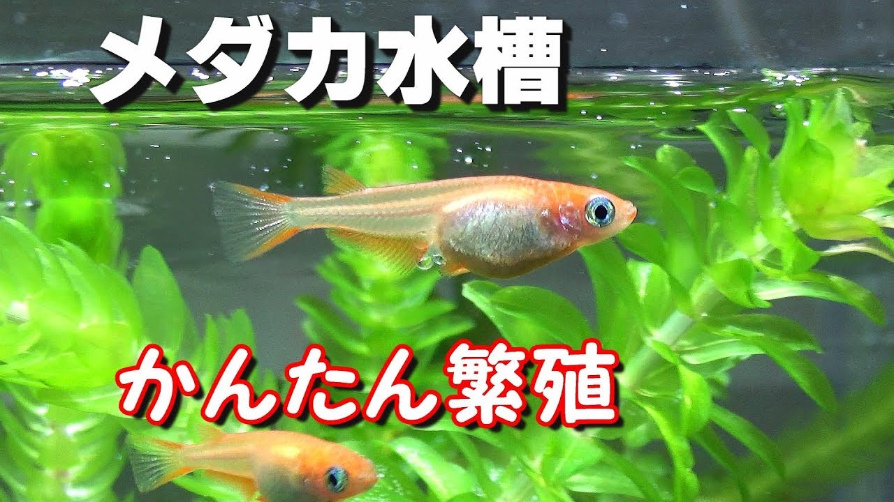 水槽でメダカをかんたん飼育 繁殖 メダカ水槽 32 Youtube