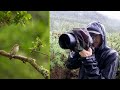 Bird Photography in the RAIN | Wildlife Photography Vlog