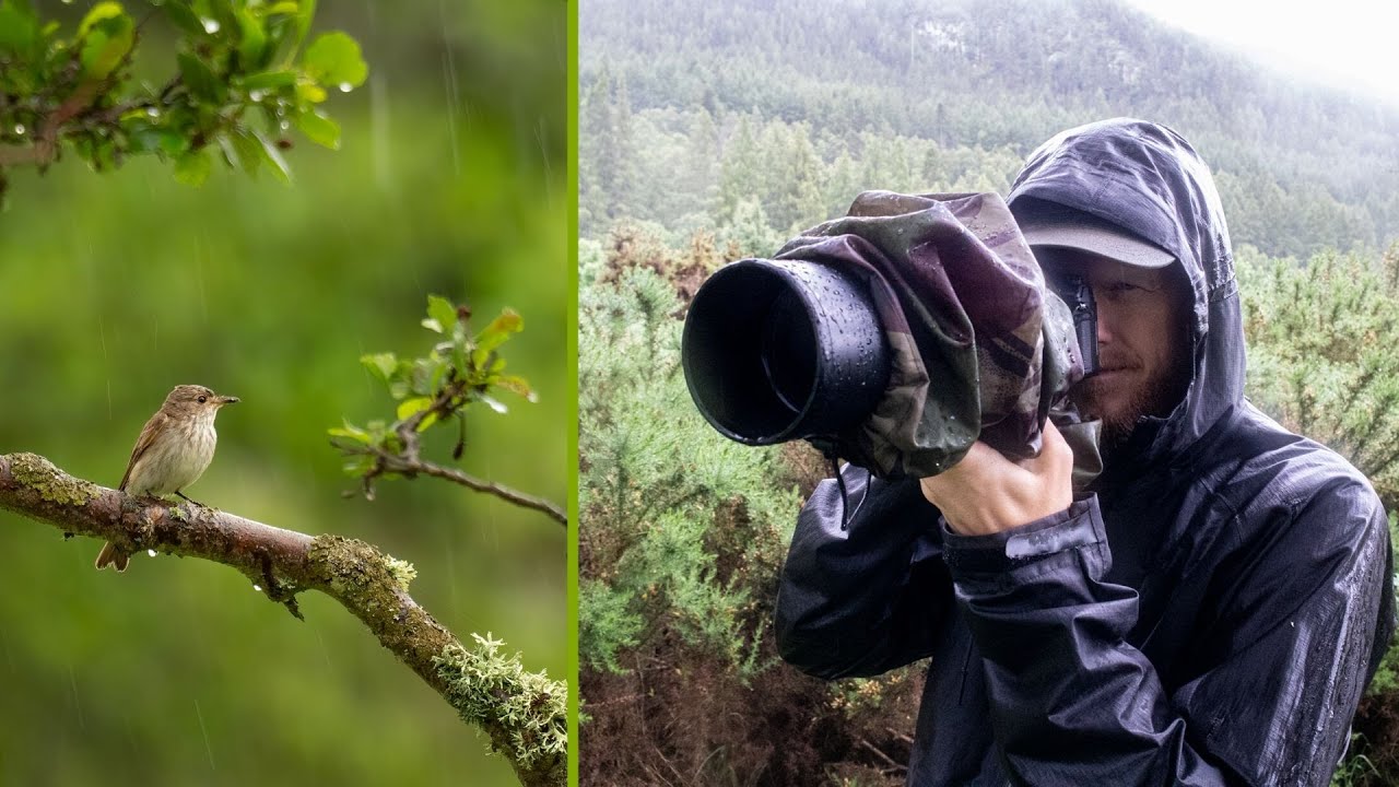 Bird Photography in the RAIN Wildlife Photography Vlog YouTube