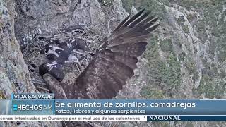 Una cámara capturó el proceso de crecimiento de un polluelo de águila real