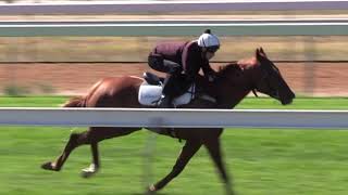 Lindsay Park Stable Update 1 Mar 2018