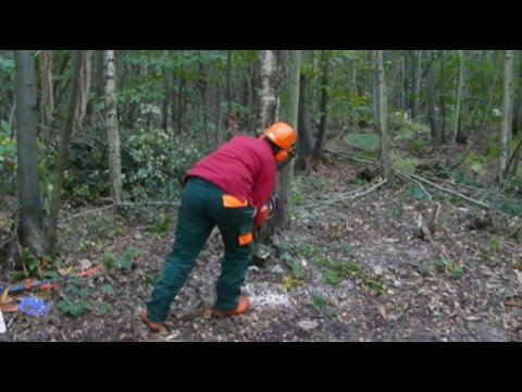 Tracy felling a birch tree