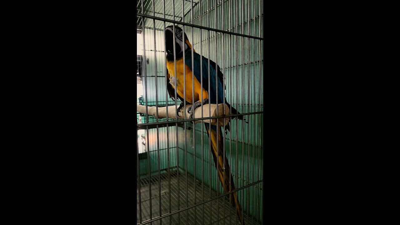 Visiting a bird farm in Marikina philippines parrot YouTube