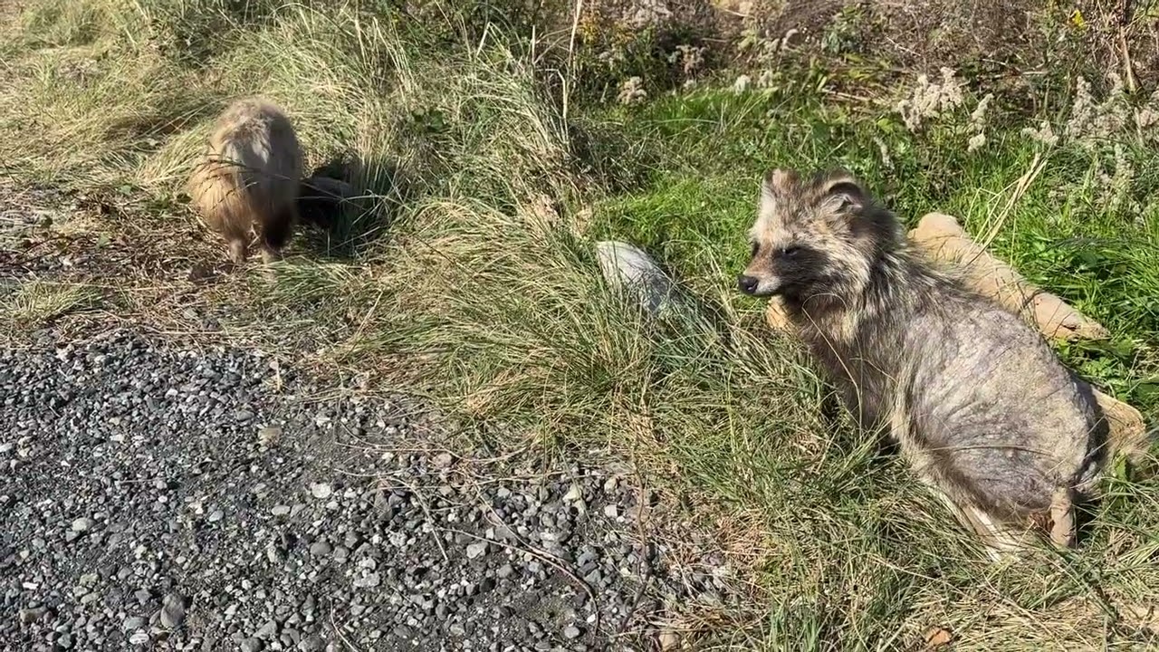 ここで一番かわいいタヌキさん 実は 結構 オテンバ Youtube