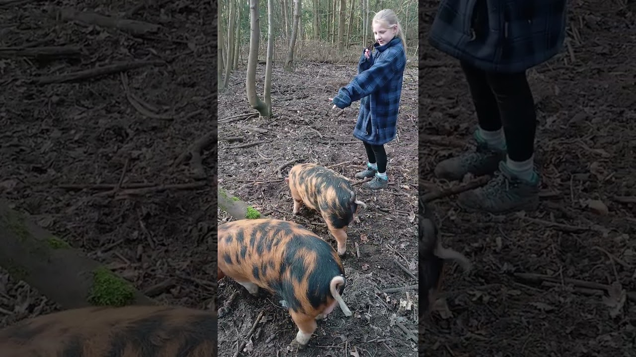 Kids tour of the OSB pigs Part 1. 