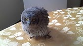 Bebe Hibou Grand Duc Youtube Bebe Hibou Grand Duc Youtube