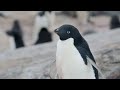 Маленькі жителі холодних полюсів: цікаві факти про пінгвінів