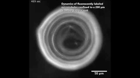 Self-organized dynamics and the transition to turbulence of confined active nematics