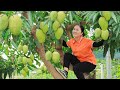 Harvest mango and goes to the market sell   vietnamese harvesting