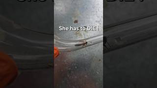 I had to KILL the Queen to Save my Bees !