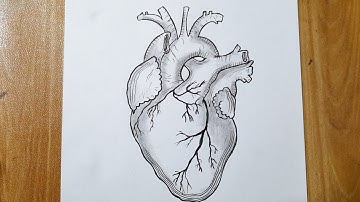 How to draw a human heart easy || Heart diagram