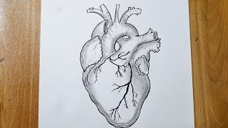 How to draw a human heart easy || Heart diagram