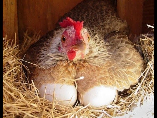 Гиалуроновая кислота своими руками. Hyaluronic acid.