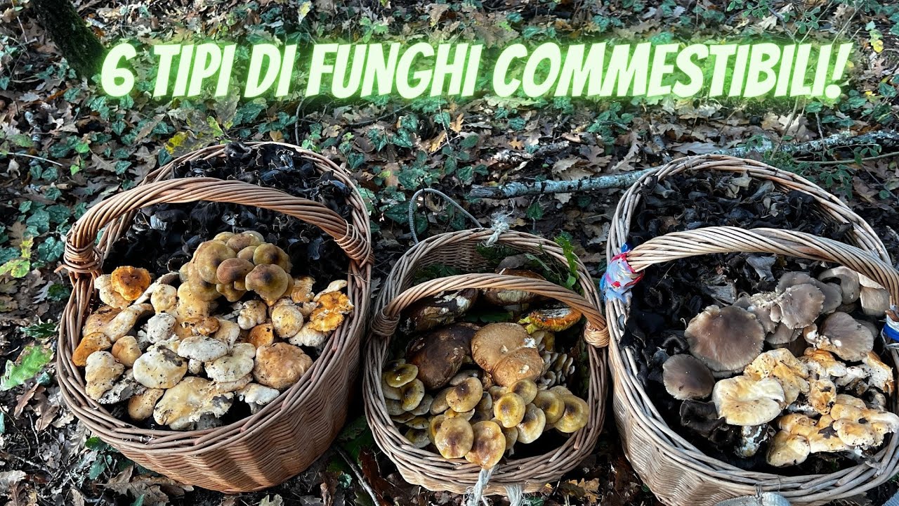 6 tipi di funghi commestibili in questo Dicembre pazzo! Ancora qualche porcino!