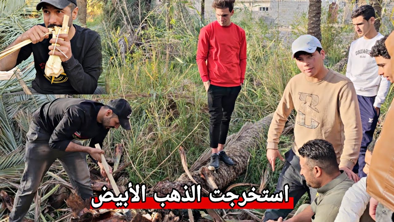 اطيب ثمرة بلعالم قلب النخلة ( الجمار )