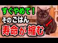 【すぐやめて】NGなキャットフードのあげ方7選を獣医師が解説します【くぅのキャットフード研究室公式切り抜き】