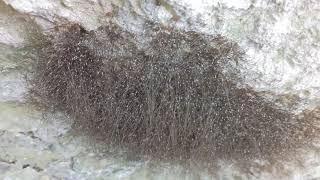 Daddy Long Legs nest at Mother Neff State Park in Texas Part Two