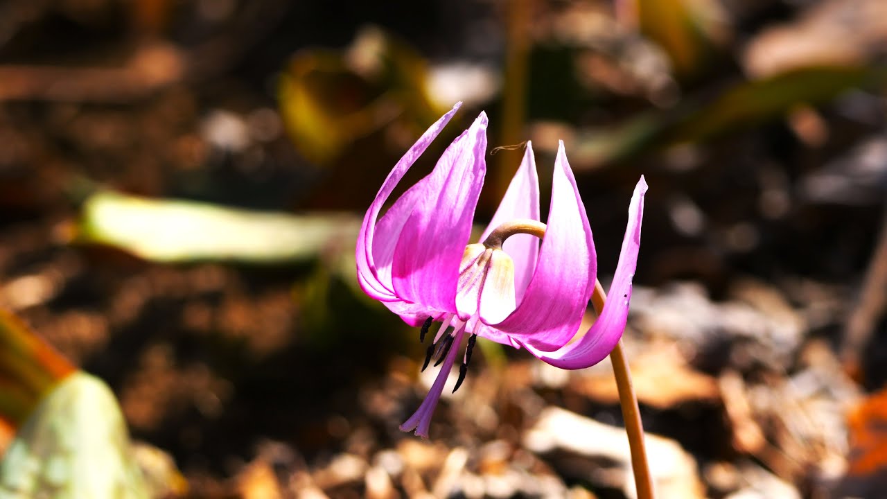 城山かたくりの里の日本カタクリの開花状況!Flowering status of Japanese Katakuri in Shiroyama ...