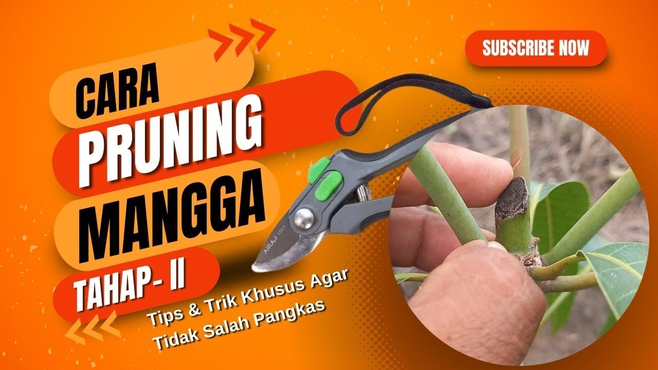 Cara Benar Pruning Mangga Tahap II