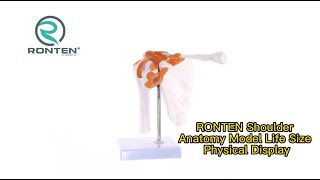 RONTEN Medical Shoulder Anatomy Model Life Size Anatomical Shoulder Joint Model Physical Display screenshot 4