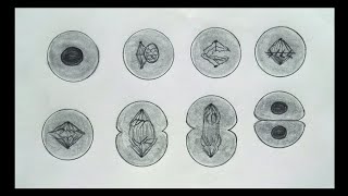 Mitosis drawing easy || 9th biology practical 5.1 drawing mitosis