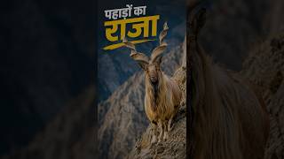 The Mountain King – Markhor 🐐⛰️#short
