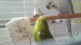Parrot Behaviour   Ethogram assignment Juris