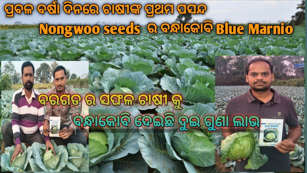 Nongwoo seed Cabbage Blue  Marnio                                       ବରଗଡ ର ସଫଳ ବନ୍ଧାକୋବି ଚାଷୀ 