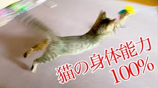 みーちゃんのジャンプ力が凄すぎた！！