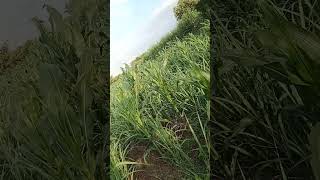 di sawah #music #viralvideo