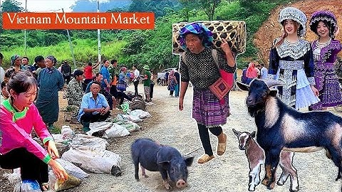 BẤT NGỜ! Phiên Chợ Cốc Ly Bắc Hà - Dê Núi Đặc Sản, Lợn Cắp Nách..Nhộn Nhịp | Vietnam Mountain Market