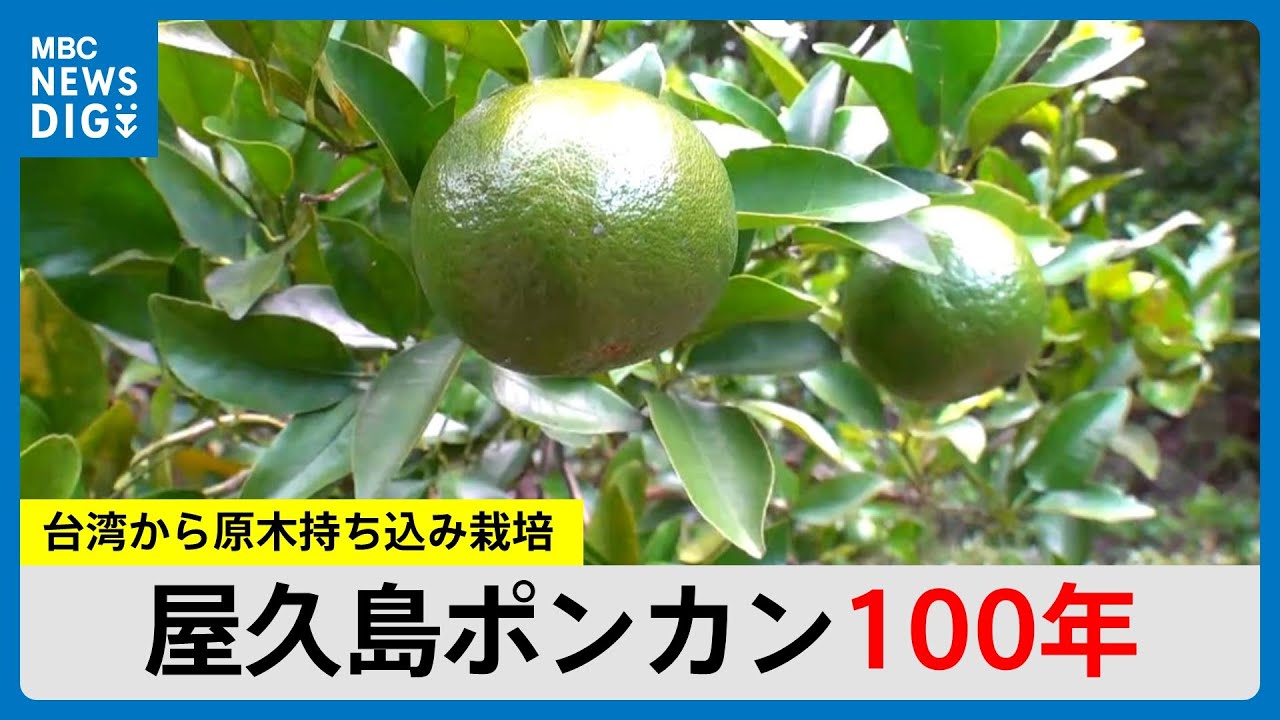 屋久島ポンカン100年の節目 台湾から原木持ち込み栽培…先人に感謝