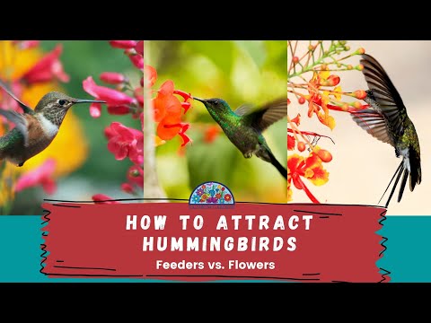 Video: Hummingbird Plants For Shade – Տնկելով Ստվերային Ծաղիկներ Կոլիբրիների համար