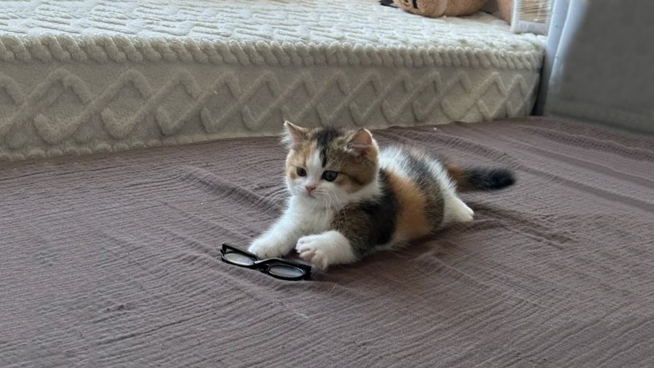 Funniest Cats of 2025 Compilation 🐱 Laughing Out Loud! #86