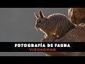 Capítulo 4: Fotografía de Fauna - Vizcachas