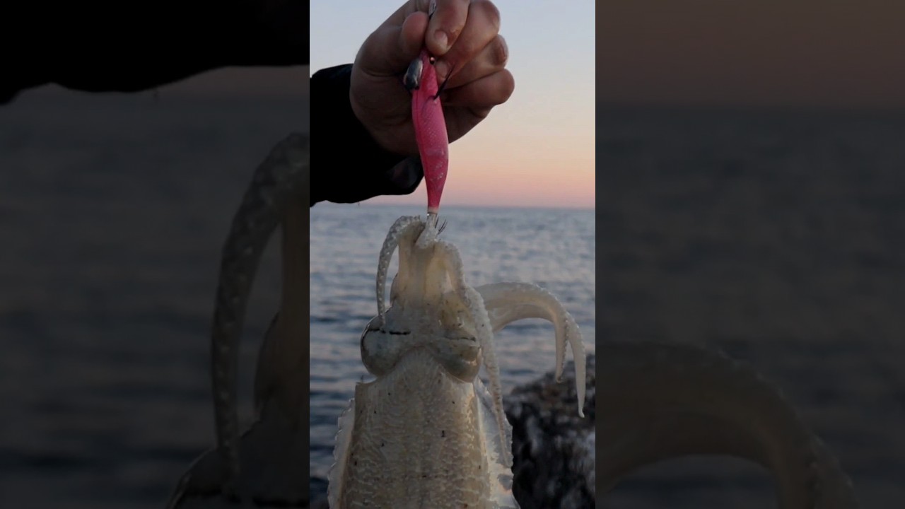 EGING GAME • Pesca di seppie da scogliera e spiaggia 