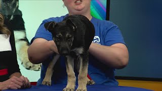 German Shepherd puppy up for adoption
