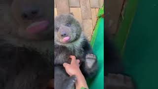 Tickling Baby Bear