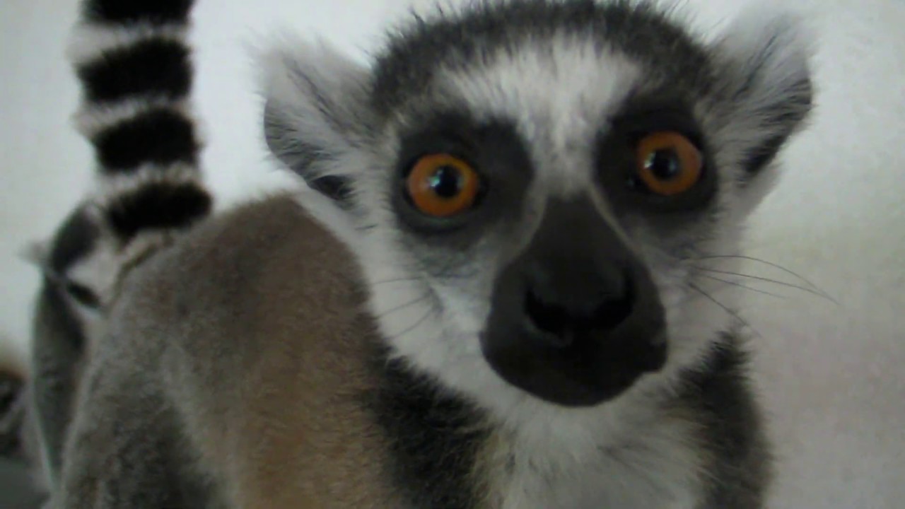 Ring-tailed lemurs are eating - Prstenorepi lemuri jedu - Lemur catta