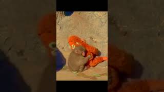 Punch Monkey Level of Power! 🐵🔥 #monkey #shorts #trending