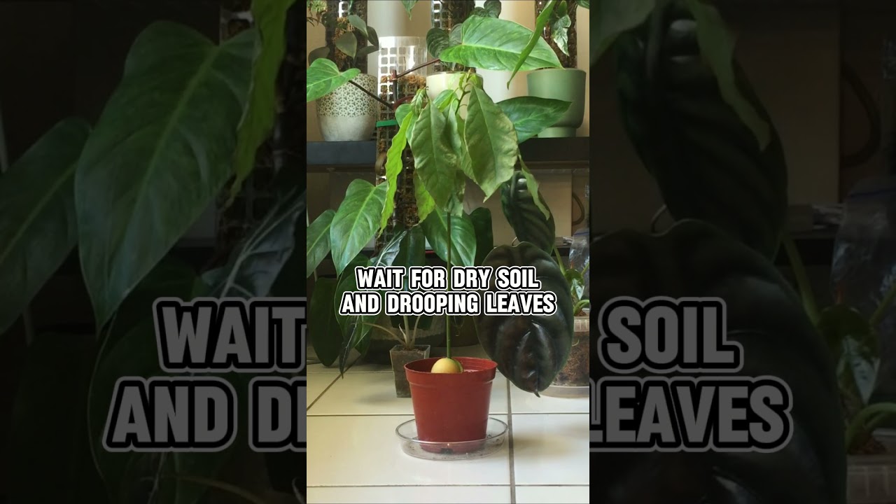How to water an Avocado Tree