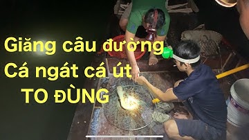 Giăng câu đường # dính cá ngát cá út to đùng