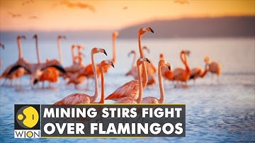 Chile: Flamingo population in the Atacama desert is declining | WION Climate Tracker