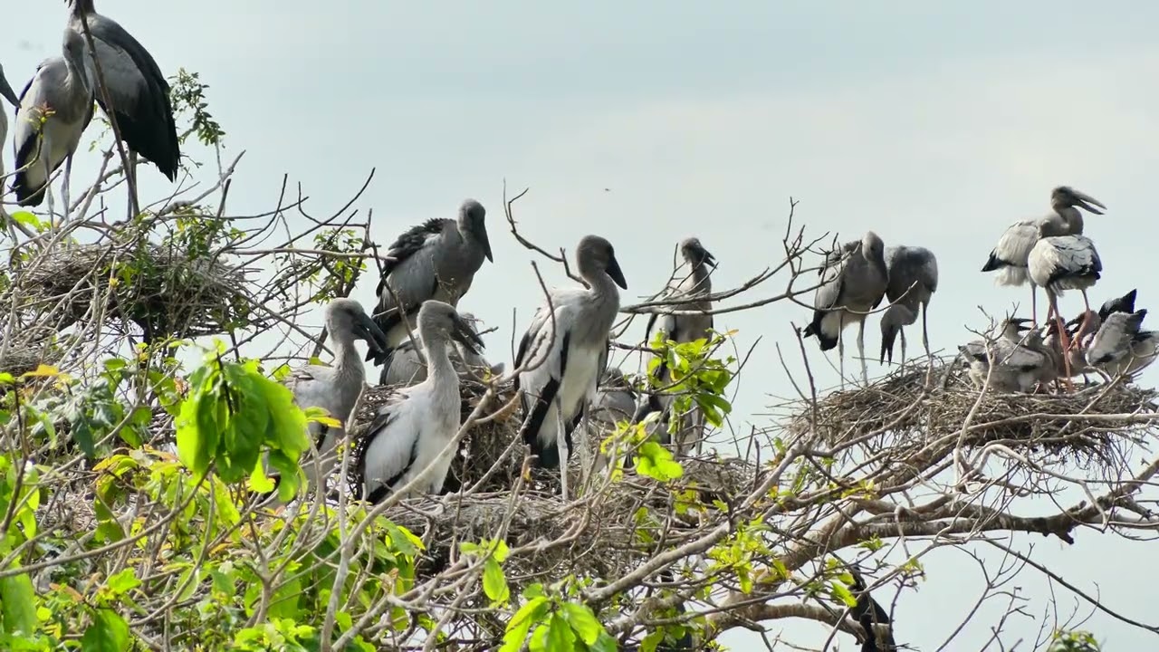 Documentary Of Geography Unlocking ! The Mystery Of Avian Sanctuary's Tree Visitors Story 0008