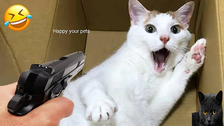 Watch the video about The Best Cat and Dog Fails 🐱🐶 Funny Pets Compilation #344