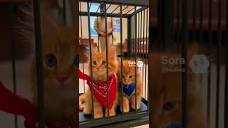 Butchie And Buddy Stole The Camero