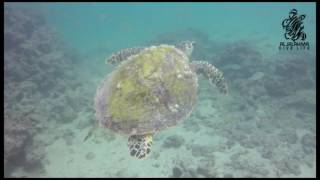turtle in qasar jarada - Bahrain         Diving in bahrain